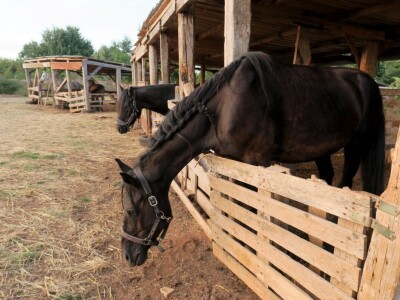 Ranč "Nemir i Sjena"