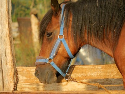 Ranč "Nemir i Sjena"
