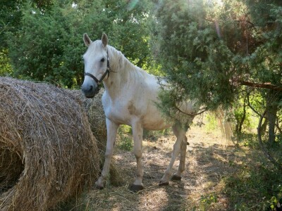 Ranč "Nemir i Sjena"