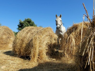 Ranč "Nemir i Sjena"