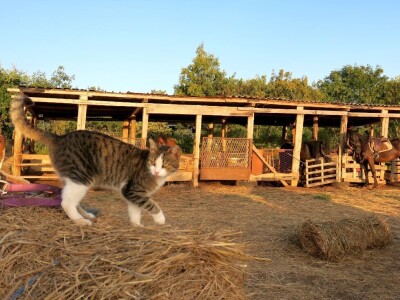 Ranč "Nemir i Sjena"