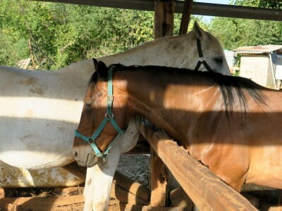 Ranč "Nemir i Sjena"