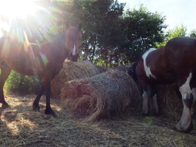 Ranč "Nemir i Sjena"