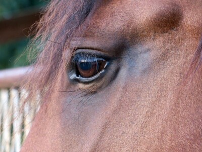 Ranč "Nemir i Sjena"