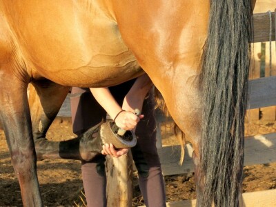 Ranč "Nemir i Sjena"