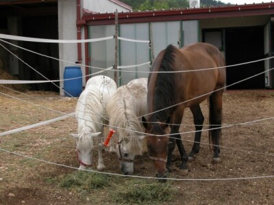 Konji na ranču Majić-Zec