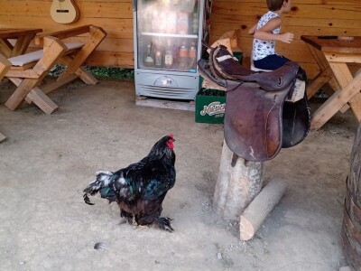 Ranč Pavlović u Volujcu