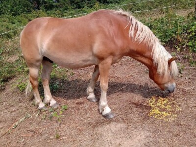 Ranč Pavlović u Volujcu