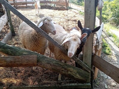 Ranč Pavlović u Volujcu