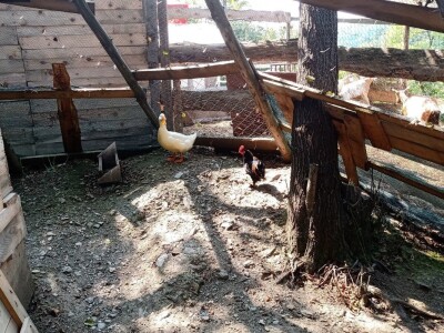 Ranč Pavlović u Volujcu