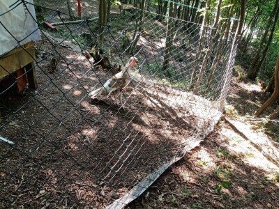 Ranč Pavlović u Volujcu