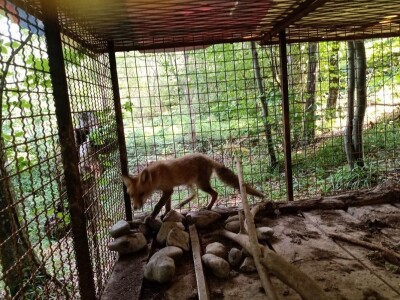 Ranč Pavlović u Volujcu