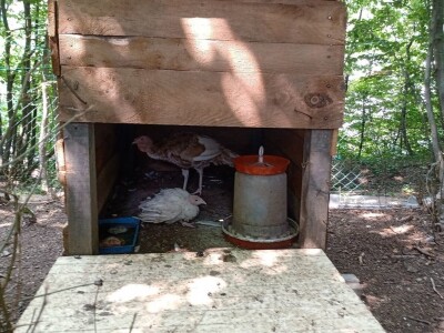 Ranč Pavlović u Volujcu