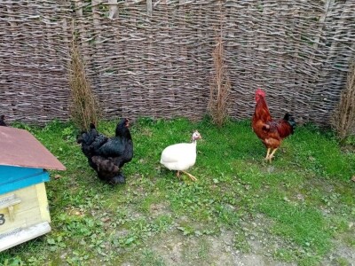 Ranč Pavlović u Volujcu