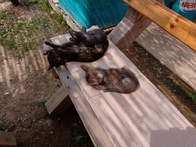 Ranč Pavlović u Volujcu