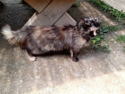 Ranč Pavlović u Volujcu