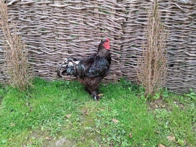 Ranč Pavlović u Volujcu