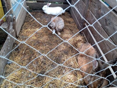 Ranč Pavlović u Volujcu