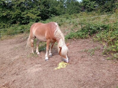 Ranč Pavlović u Volujcu