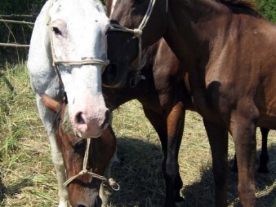 Na hektaru azila trenutno je 16 konja