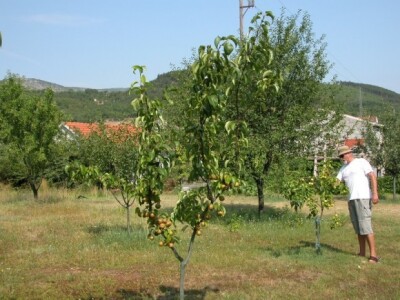 Rančić i njegova stabla nashi (naši)