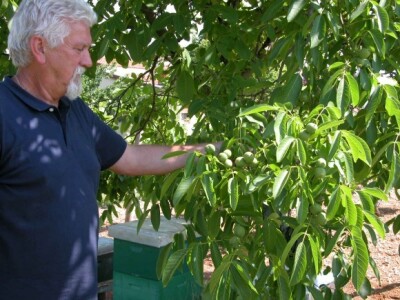 Rančić zadovoljan urodom oraha Rančić zadovoljan urodom oraha