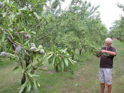 Rančić pokazuje i bogati ovogodišnji urod badema