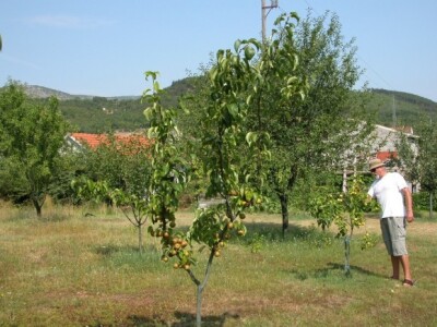 Dražen Rančić pokazuje obilan urod nanši? Dražen Rančić pokazuje obilan urod nanši?