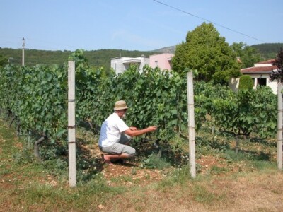 Rančić pokazuje i izdašan urod grožđa u svom plantažnom vinogradu Rančić pokazuje i izdašan urod grožđa u svom plantažnom vinogradu