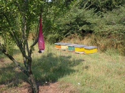 Tek dio košnica u Rančićevoj plantaži badema Tek dio košnica u Rančićevoj plantaži badema