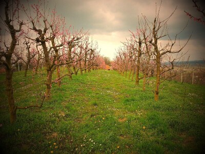 Rane sorte su isplativije, ali i izazov Rane sorte su isplativije, ali i izazov