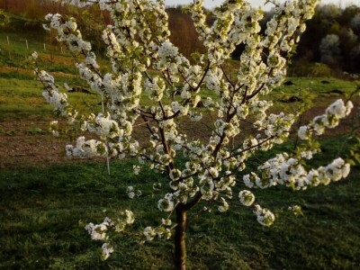 Rane sorte su isplativije, ali i izazov Rane sorte su isplativije, ali i izazov