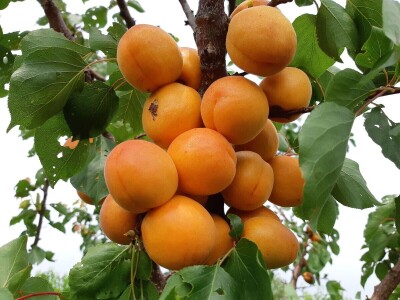 Rane sorte su isplativije, ali i izazov Rane sorte su isplativije, ali i izazov