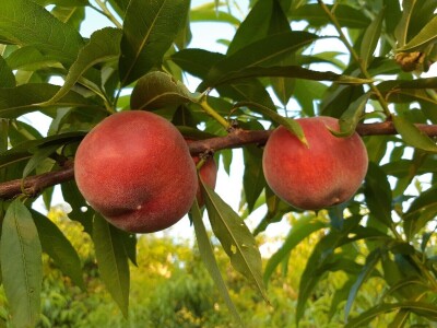 Rane sorte su isplativije, ali i izazov Rane sorte su isplativije, ali i izazov