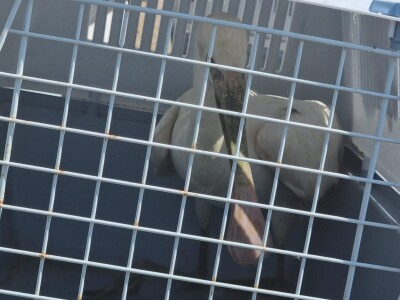 Ranger Hrvatska - očuvanje prirode Ranger Hrvatska - očuvanje prirode