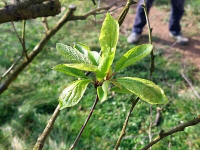 Ranije kretanje vegetacije Ranije kretanje vegetacije