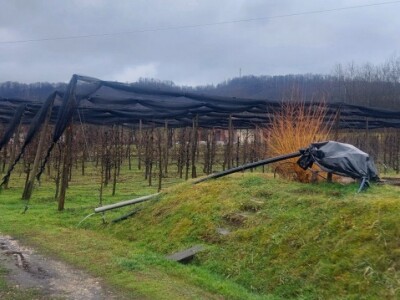 Ranije kretanje vegetacije Ranije kretanje vegetacije