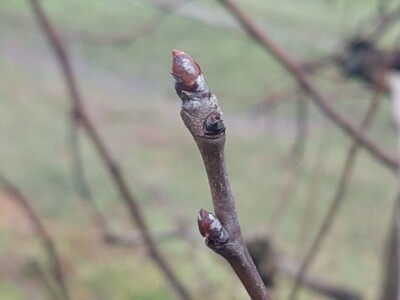 Ranije kretanje vegetacije Ranije kretanje vegetacije