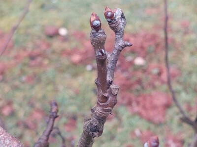 Ranije kretanje vegetacije Ranije kretanje vegetacije