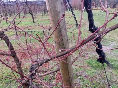 Ranije kretanje vegetacije Ranije kretanje vegetacije