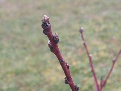 Ranije kretanje vegetacije Ranije kretanje vegetacije