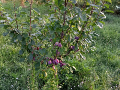 Počinje zrenje šljive