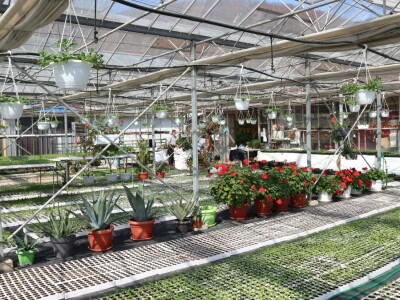 Rasad povrća na 35 dunuma Rasad povrća na 35 dunuma