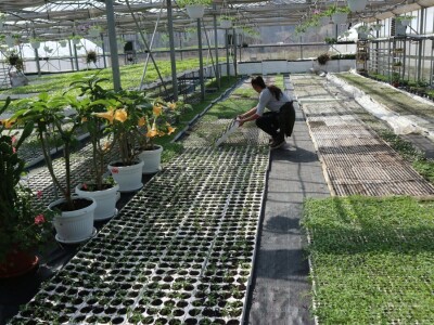 Rasad povrća na 35 dunuma Rasad povrća na 35 dunuma