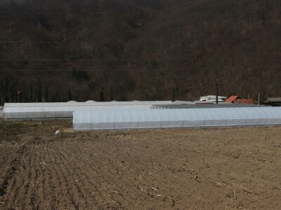 Rasad povrća na 35 dunuma Rasad povrća na 35 dunuma