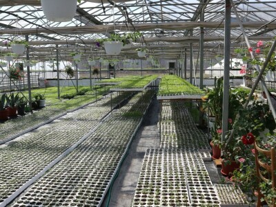 Rasad povrća na 35 dunuma Rasad povrća na 35 dunuma