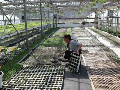 Rasad povrća na 35 dunuma Rasad povrća na 35 dunuma