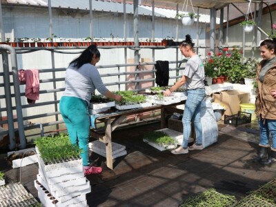 Rasad povrća na 35 dunuma Rasad povrća na 35 dunuma