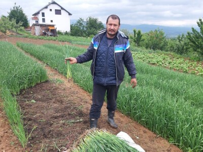 Rasad spreman za prodaju Rasad spreman za prodaju