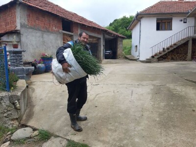 Rasad spreman za prodaju Rasad spreman za prodaju